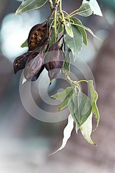 Seed pods hanging on the branches of Kurrajong or Bottle tree on blurred background. Brachychiton populneus photo