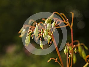Seed Pods of Himalayan Balsam photo