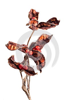 Seed pods of Iris foetidissima aka Stinking Iris isolated on white.