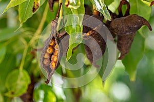 Seedpods from the Kurrajong or Bottle tree Brachychiton populneus photo