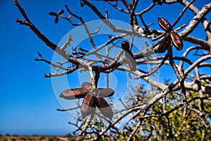 Seed pods of the Kurrajong tree (Brachychiton populneus) photo