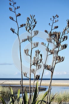 Seed pods of new Zealand Flax Phormium Tenax in Sand Dunes Pakiri Beach NZ