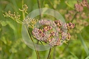 Seed pods of an overblown cow parsley plabt