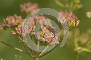 Seed pods of an overblown cow parsley plant