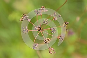 Seed pods of an overblown cowbane plant