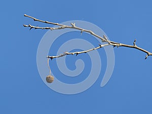 Seed pods planetree hanging from branch with blue sky background