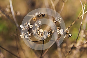 Seed pods remain on the dried stalk of a plant in the autumn