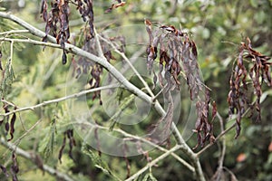 Seed pods of silver wattle, blue wattle or mimosa, Acacia dealbata photo
