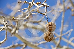 Seed pods for sycamore tree hanging from branch