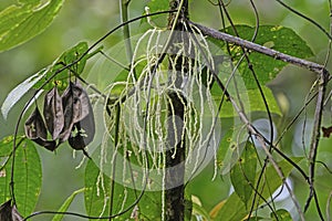 Seed Pods in a Cloud Forest photo