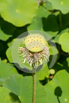 Seed pot of lotus nelumbo nucifera photo
