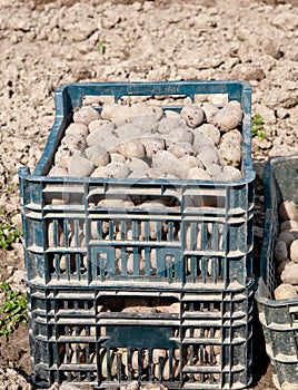 Seed potatoes