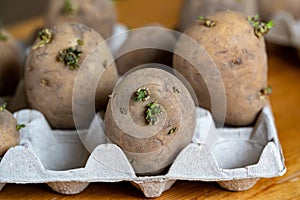 Seed potatoes with eyes and sprouts in egg carton