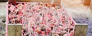 Seed potatoes with sprouts after processing from the Colorado beetle. Preparation for planting potatoes. seasonal work in the