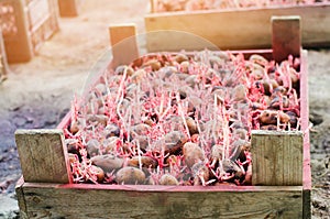 Seed potatoes with sprouts after processing from the Colorado beetle. Preparation for planting potatoes. seasonal work in the fiel