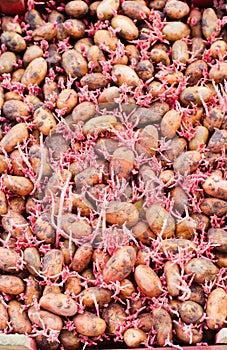 Seed potatoes with sprouts after processing from the Colorado beetle. Preparation for planting potatoes. seasonal work in the fiel