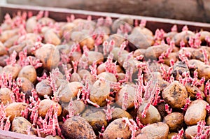 Seed potatoes with sprouts after processing from the Colorado beetle. Preparation for planting potatoes. seasonal work in the fiel