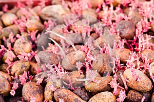 Seed potatoes with sprouts after processing from the Colorado beetle. Preparation for planting potatoes. seasonal work in the fiel