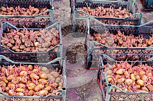 Seed potatoes with sprouts after processing from the Colorado beetle. Preparation for planting potatoes. seasonal work in the fiel