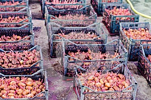 Seed potatoes with sprouts after processing from the Colorado beetle. Preparation for planting potatoes. seasonal work in the fiel