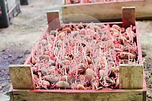 Seed potatoes with sprouts after processing from the Colorado beetle. Preparation for planting potatoes. seasonal work in the fiel