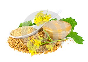 Seed. Powder. Flowers. Leaves and ready mustard