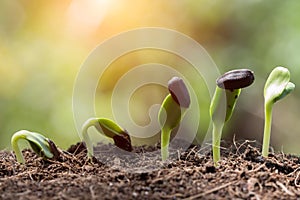 Seed root on soil spring season