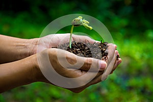 Seed and soil on hands for planting