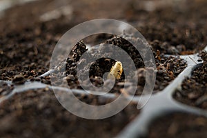 Seed sow in black health soil by professional farmer