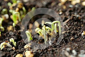 Seed sprout in brown soil bent to protect leaf