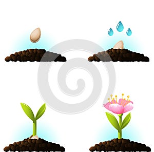 Seed sprout. Vector icons