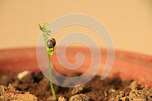 Seed sprouting