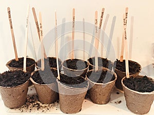 Seed starting paper pots indoors with wood coffee stick labels in spring time, getting ready for a gardening hobby in a front or