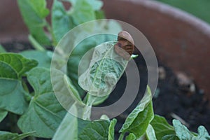 Seed Stuck on Green Bean Just Sprouted out of Black Dirt