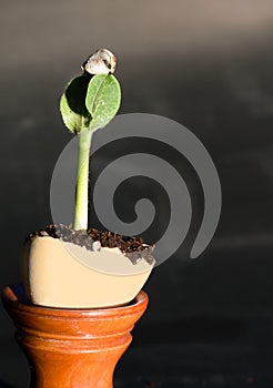 Seed stuck on top of sprout of squash plant