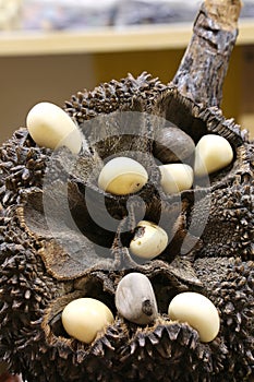 Seed of Tagua plant with large seeds known also as plant ivory