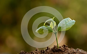 Seed to tree, Planting a small plant on a pile of soil