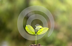 Seed to tree, Planting a small plant on a pile of soil