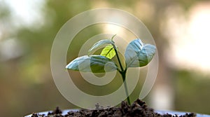 Seed to tree, Planting a small plant on a pile of soil