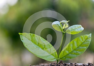 Seed to tree, Planting a small plant on a pile of soil
