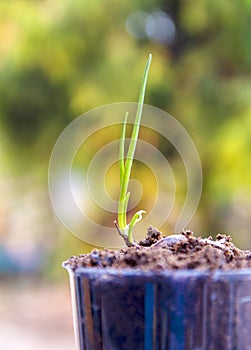 Seed to tree, Planting a small plant on a pile of soil