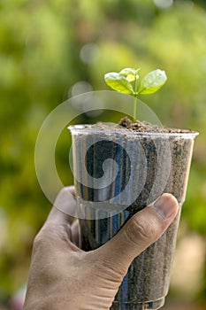 Seed to tree, Planting a small plant on a pile of soil