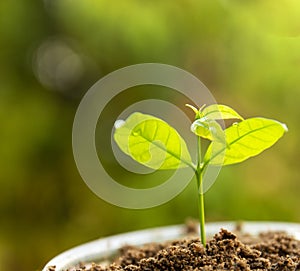 Seed to tree, Planting a small plant on a pile of soil