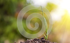 Seed to tree, Planting a small plant on a pile of soil