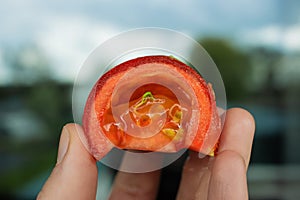 A seed of tomato sprouted while inside the vegetable. Two first gentle leaves of a seedling.