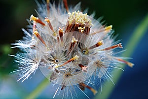 Seed of tridax procumben