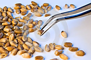 Seed on tweezers