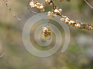 the seed of Ulmus pumila in May