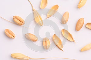 Seed of Wheat grain on white