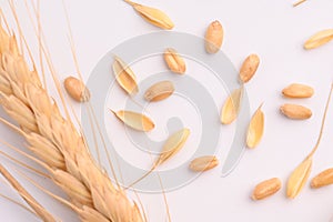 Seed of Wheat grain on white